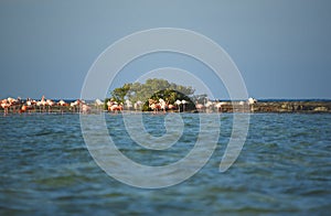 BIRDS- Bahamas- Flock of Wild Flamingos Feeding on a Shoal