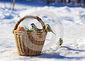 Birds with a basket in winter