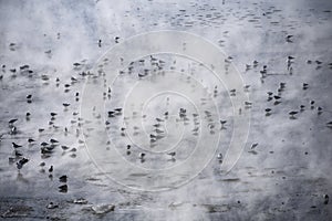 Birds bathe in the geothermal waters of Laguna Colorado, Eduardo Avaroa Reserve, Uyuni, Bolivia