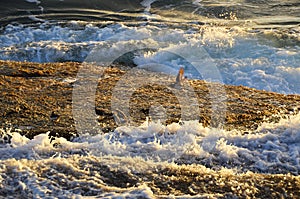 Birds bathe on the stone