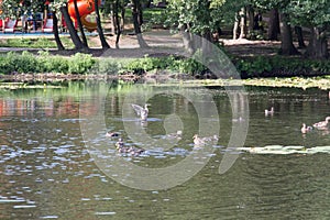 Birds bathing in the city park pond in summer time, Zelenogradsk, Russia