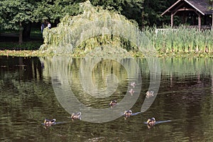Birds bathing in the city park pond in summer time, Zelenogradsk, Russia