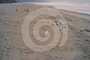 Birds on the Beach