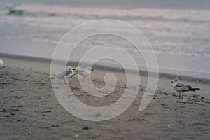 Birds on the Beach