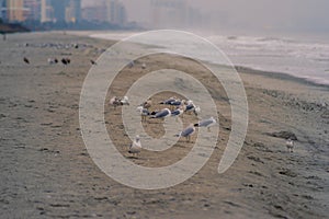 Birds on the Beach