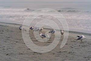 Birds on the Beach