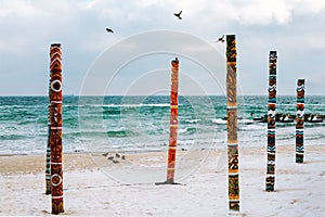 birds on the beach. black sea in winter.