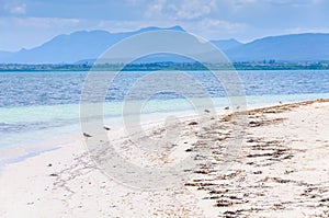 Birds on the beach in Cayo Levisa Island in Cuba