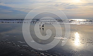 Birds on beach at dawn