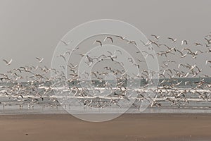 Birds on the beach