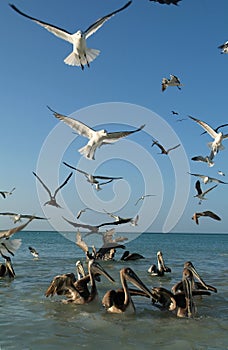 Birds on the beach of Holbox