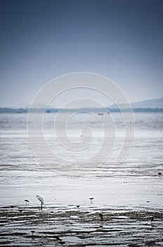 Birds at beach on low tide
