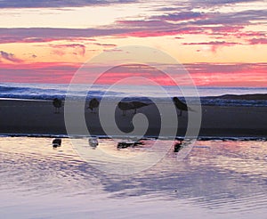 Birds on the beach