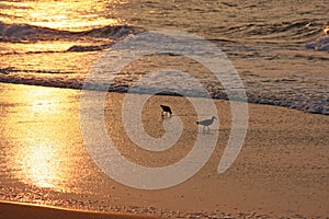 Birds on beach at sunrise