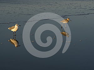 Birds on the beach