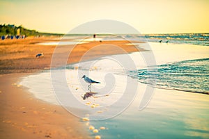 Birds at the beach sunset