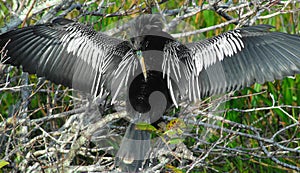BIRDS- A Beautiful Anhinga, in Mating Mask, Drying Wings