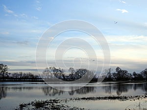 Birds, trees and flood field in spring, Lithuania