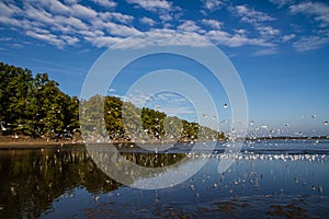 Birds bevy flying up Rozmberk pond,Czech Republic photo