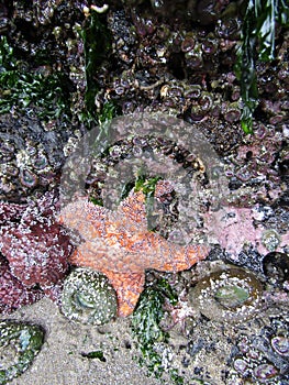 Cluster of Pisaster ochraceus, known ochre sea star, or ochre starfish and mussels on Haystack Rock in the Pacific Ocean
