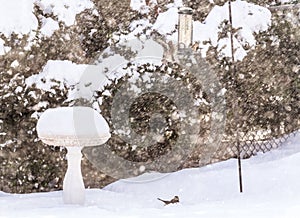 Birds on bird feeder in blowing snow storm, birdbath full of snow