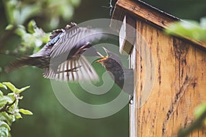 Birds and bird house - adult starling parent feeding the offspring