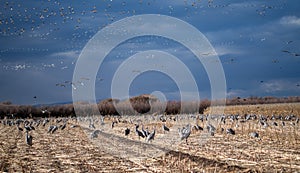 Birds, birds everywhere, on the ground and in the sky