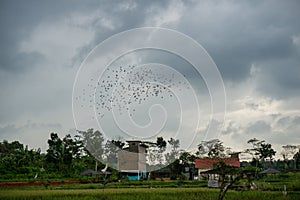 birds birds flying in Agriculture fields rice paddies