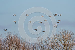 Birds -  Black-tailed Godwit, Limosa limosa