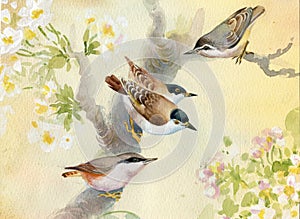 Observación de aves sobre el floreciente árbol de manzana 
