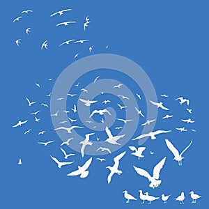 Birds on blue background