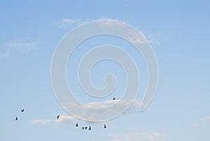 Birds on the blue sky with beautiful formation.