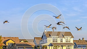 Birds in the blue sky over homes in Daybreak Utah