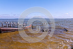 Birds and boats in the lake