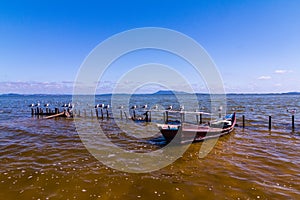 Birds and boats in the lake