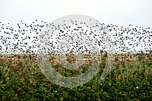 Birds on Borkum island. Germany.