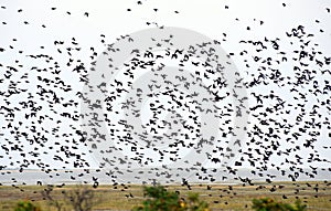 Birds on Borkum island. Germany.