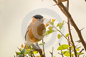 Birds - Brahminy Starling, Keoladeo Ghana National Park, Bharatpur, India photo