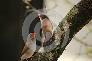 Birds on a branch