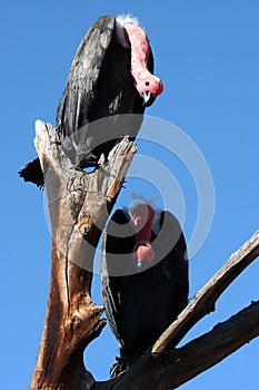 Birds on a branch