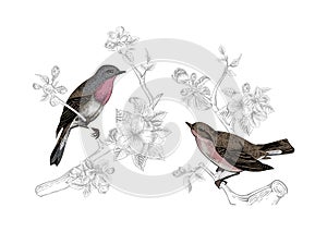 Birds on a branch of apple blossoms.