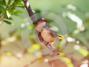 Birds on the branch