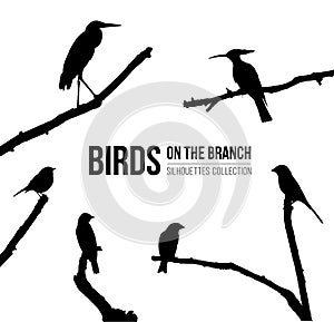 Birds on the branch isolated silhouettes collection