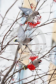 Birds on a branch of rowan