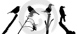 Birds on the branch silhouette set in vector