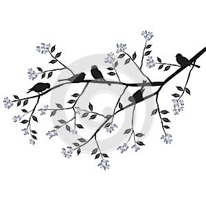 Birds on the branch during the summer day