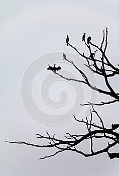 Birds and branches- dark silhouettes against plain white sky