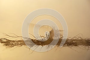 Birds, Branches, Misty Morning on Lake