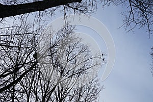 Birds on the branches of trees against the blue sky. Berlin, Germany