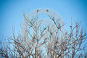 Birds on the branches of trees against the sky
